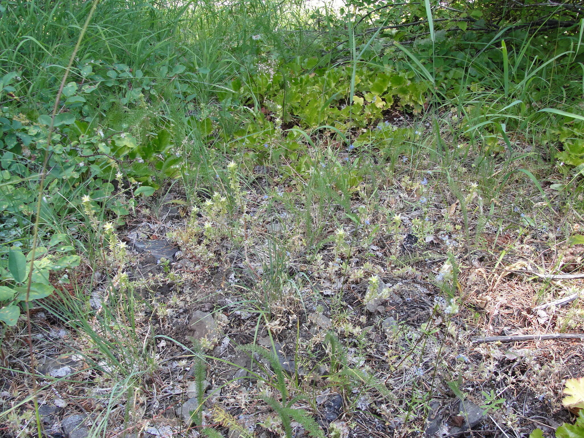 Image of Coast Range stonecrop