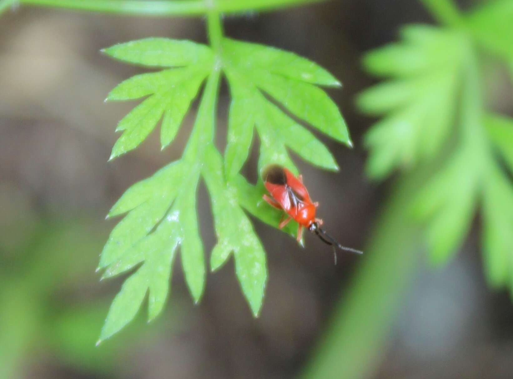 Pachymerocerus erythronotus (Berg 1883)的圖片