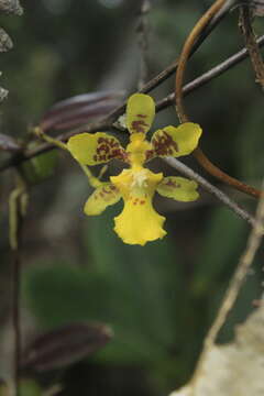 Image of Otoglossum serpens (Lindl.) N. H. Williams & M. W. Chase