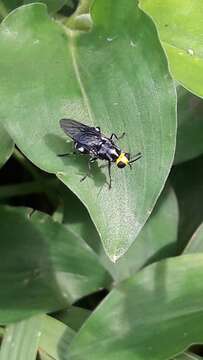 Image de Cyphomyia wiedemanni Gerstaecker 1857