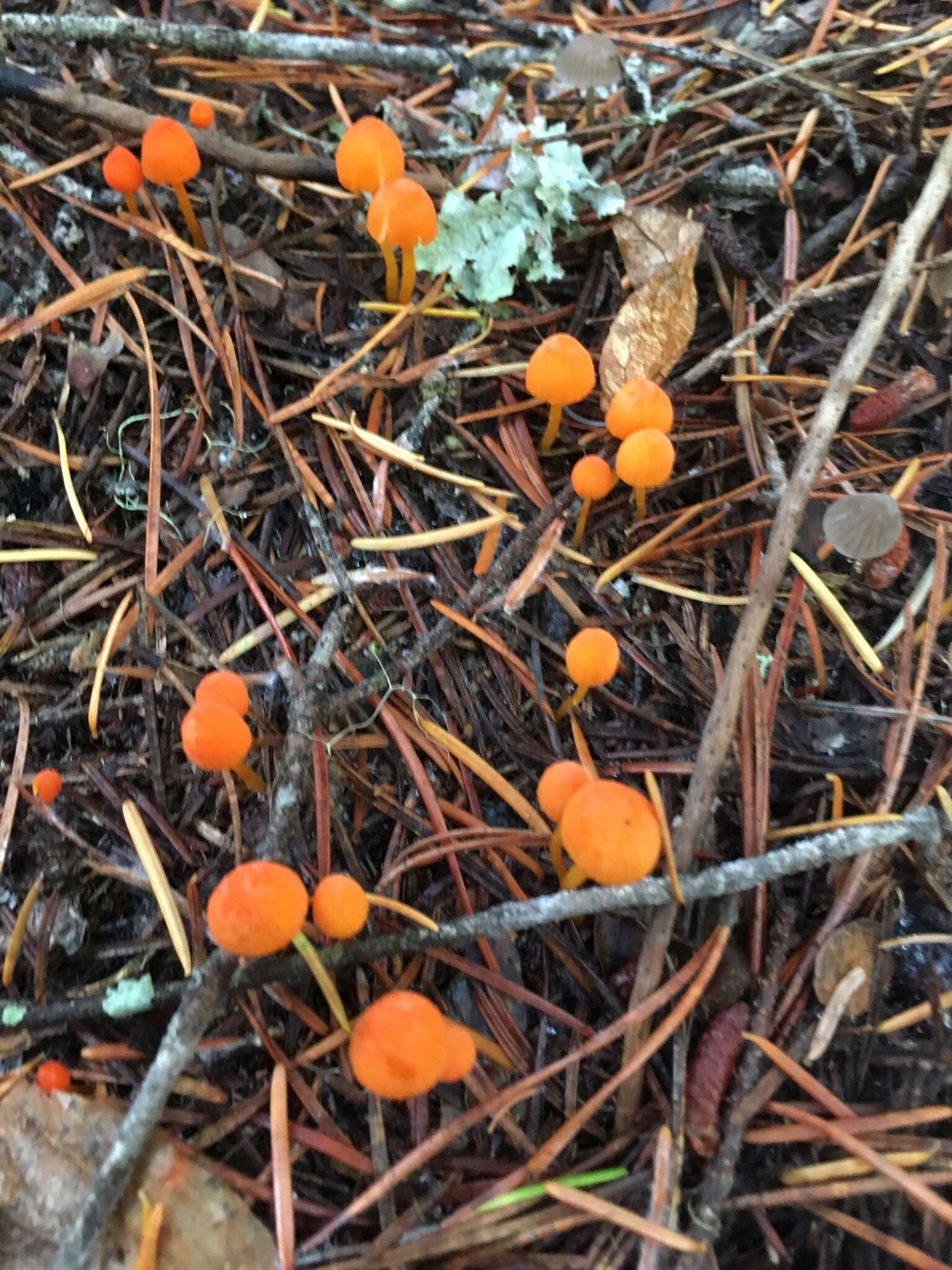 Sivun Mycena strobilinoidea Peck 1893 kuva