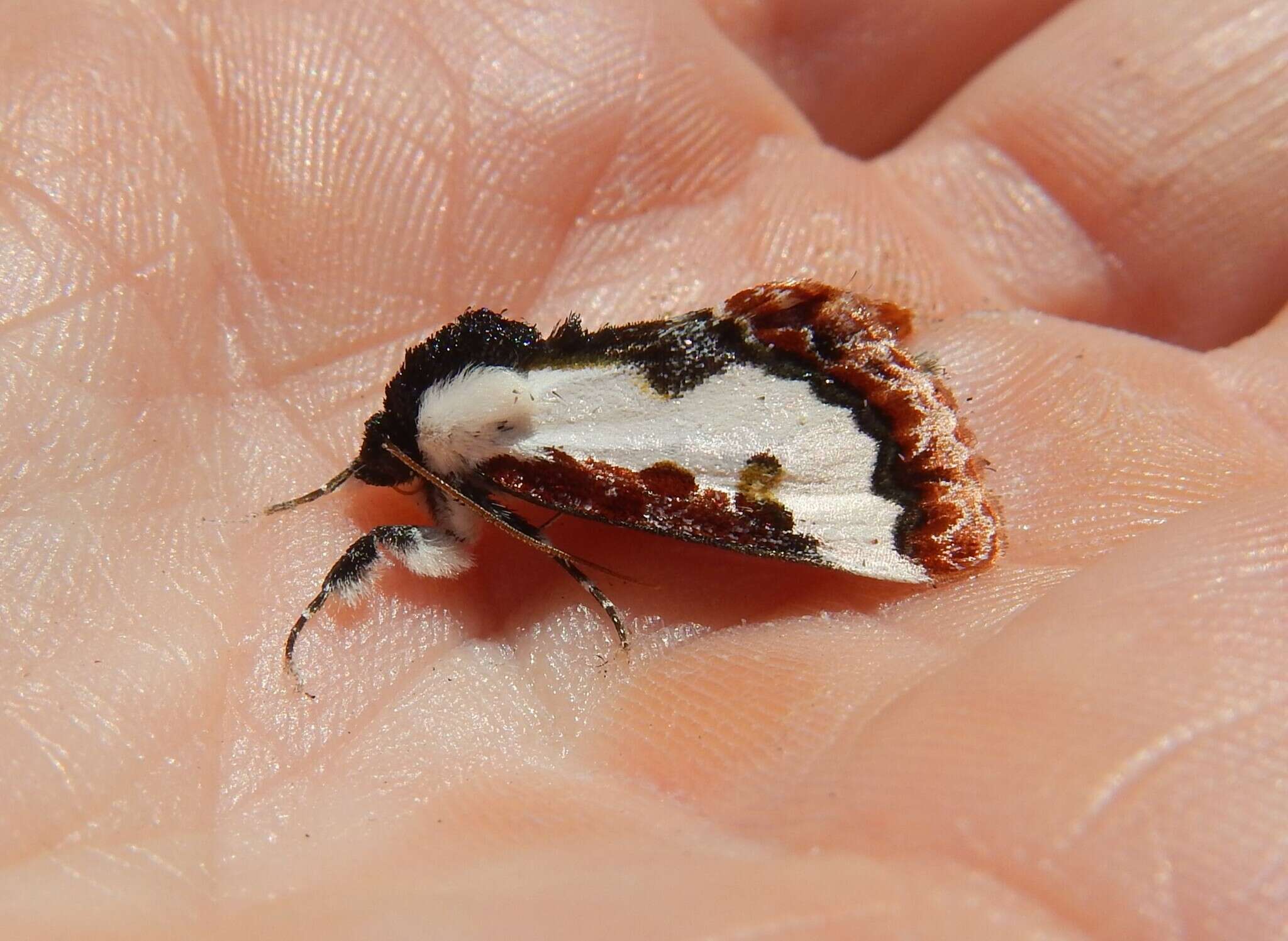 Image of Eudryas brevipennis Stretch 1874