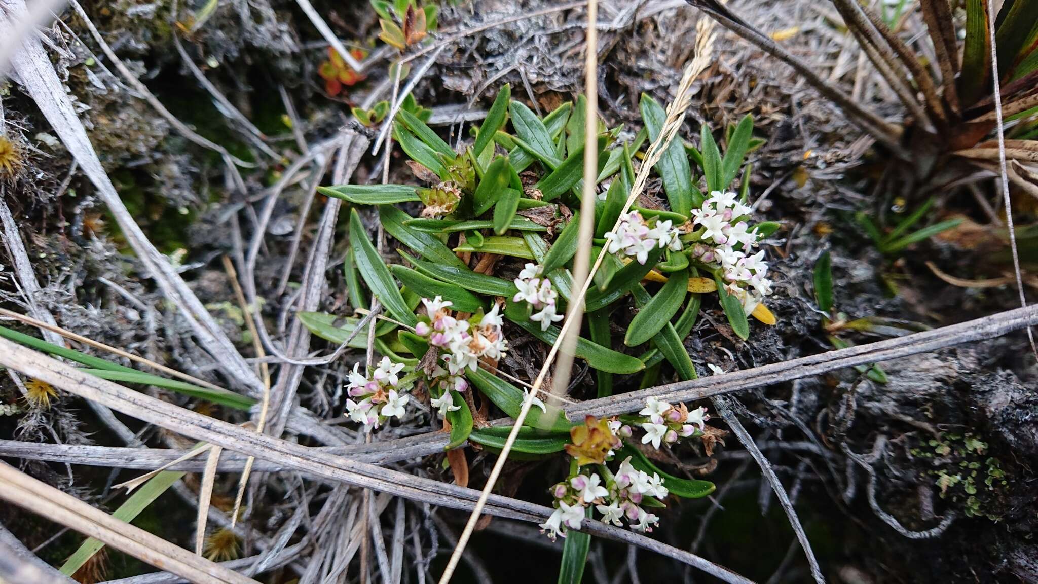 Imagem de Valeriana bracteata Benth.