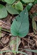 Imagem de Odonellia hirtiflora (M. Mart. & Gal.) K. Robertson