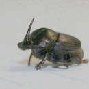 Image of Onthophagus obtusicornis Fahraeus 1857