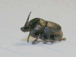 Image of Onthophagus obtusicornis Fahraeus 1857