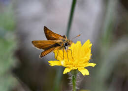 Image of lulworth skipper