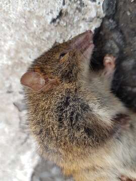 صورة Antechinus minimus (É. Geoffroy Saint-Hilaire 1803)