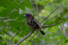 Image of Banded Broadbill