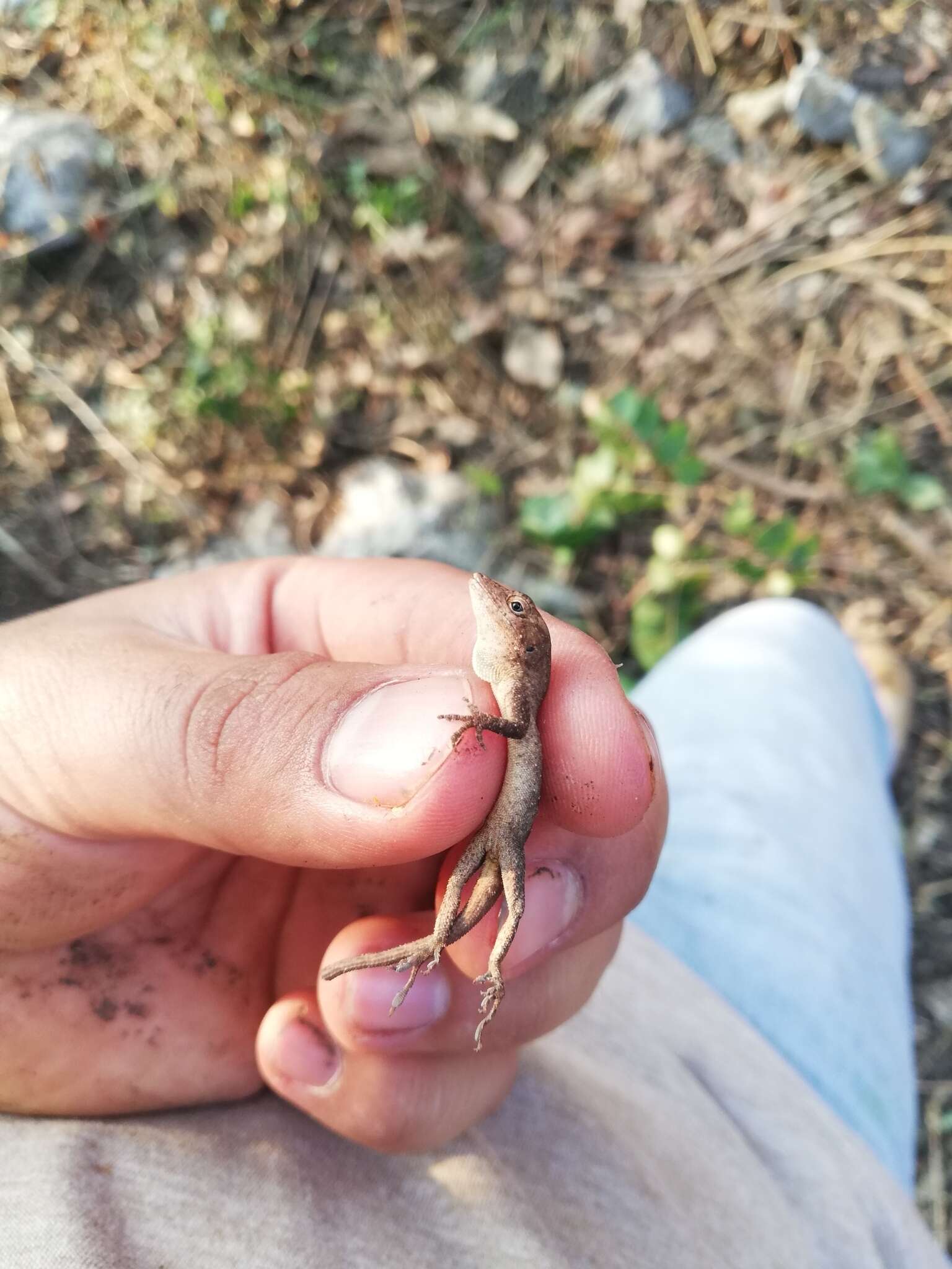 Image of White Anole