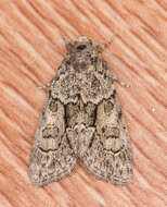 Image of Cryphia (Cryphia) fraudatricula (Hübner)