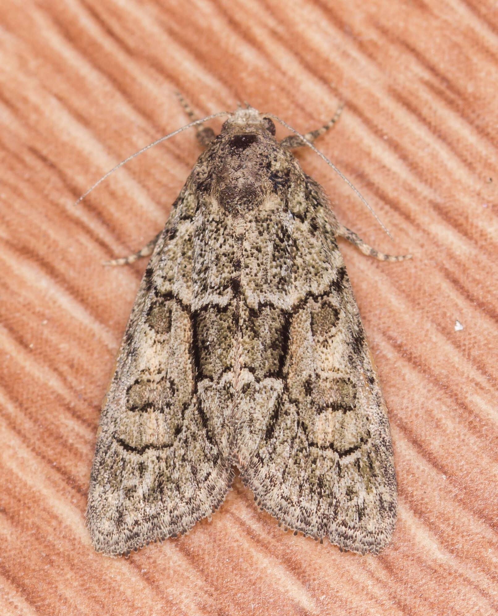 Image of Cryphia (Cryphia) fraudatricula (Hübner)