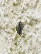 Image of Mānuka chafer beetle