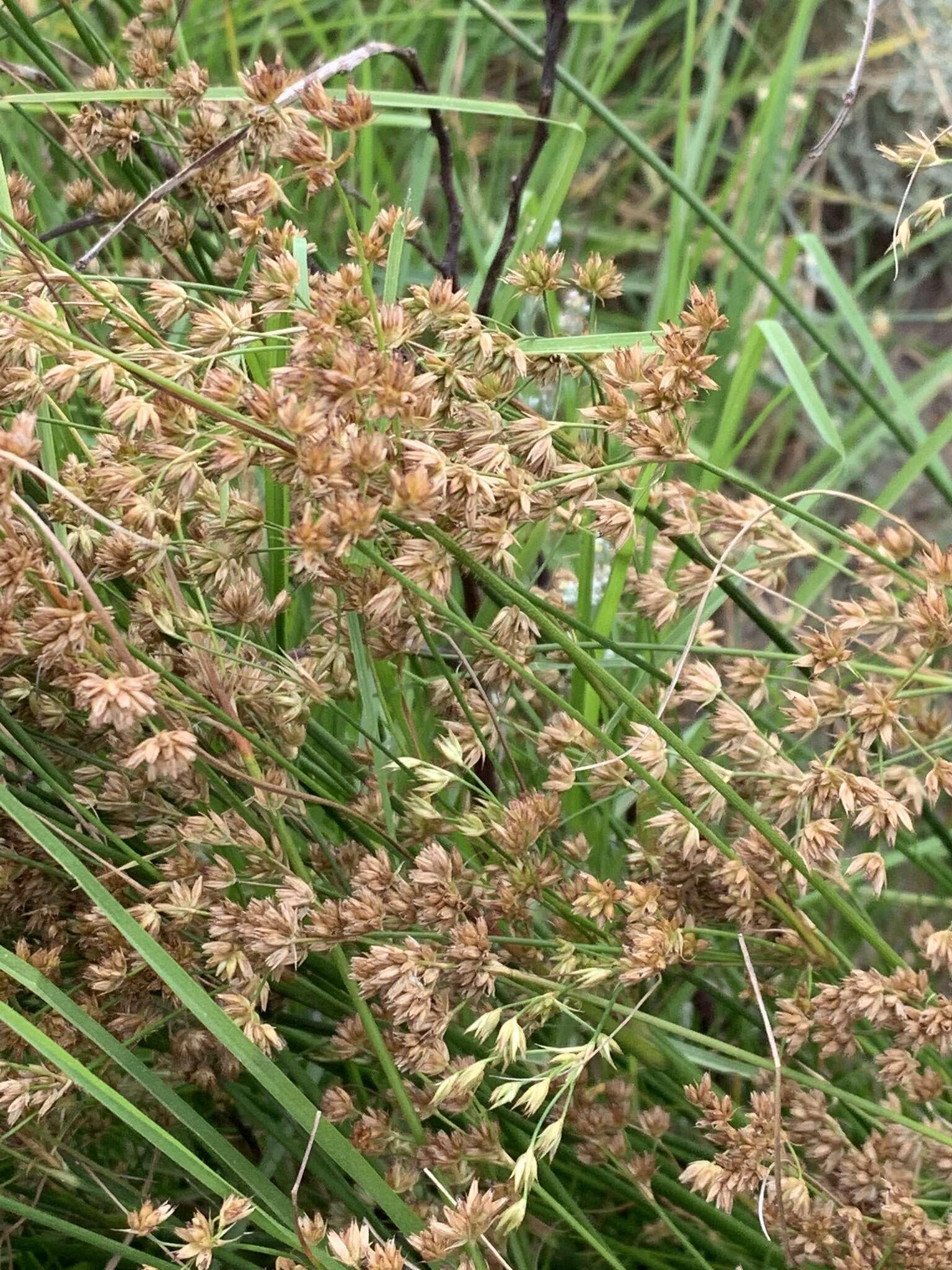 صورة Juncus capensis Thunb.