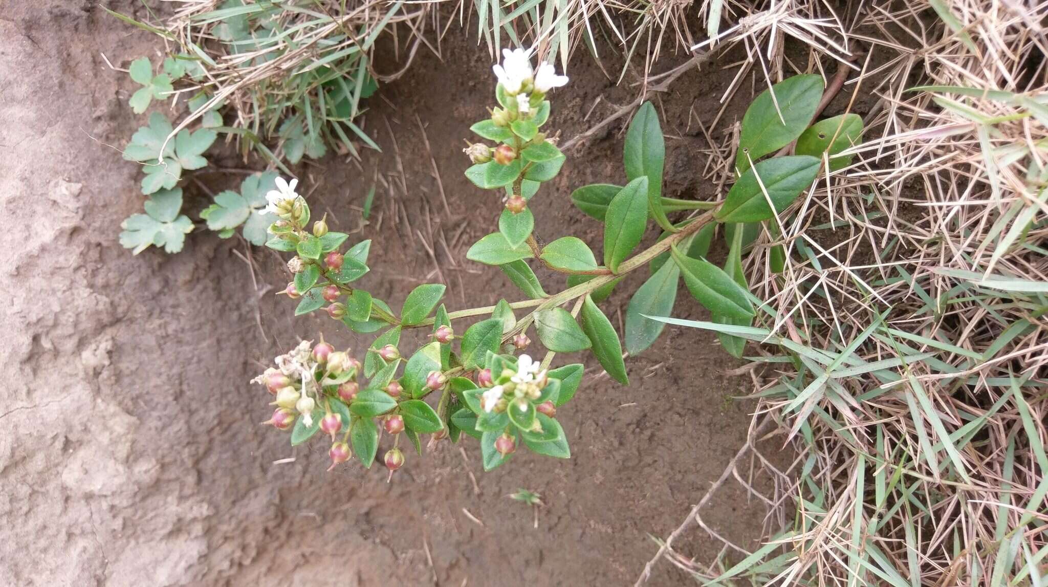 Lysimachia mauritiana Lam. resmi