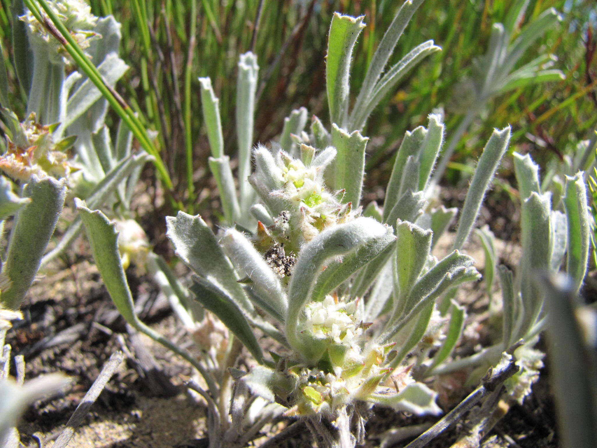 Image of Centella tridentata var. litoralis