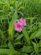 Image of Oxalis hispidula Zucc.