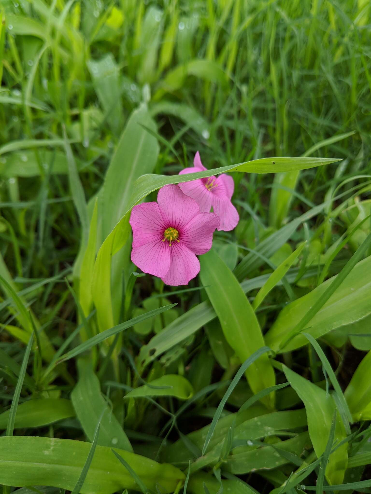 Sivun Oxalis hispidula Zucc. kuva