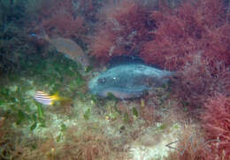 Image of Eastern Shovelnose Stingaree