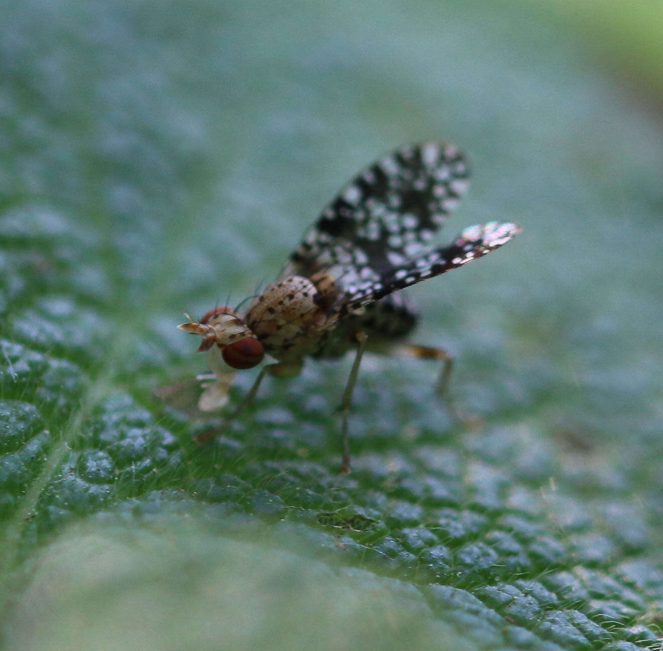 Image of Trypetoptera punctulata (Scopoli 1763)