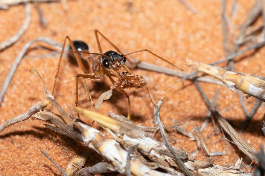 Image of Myrmecia desertorum Wheeler 1915