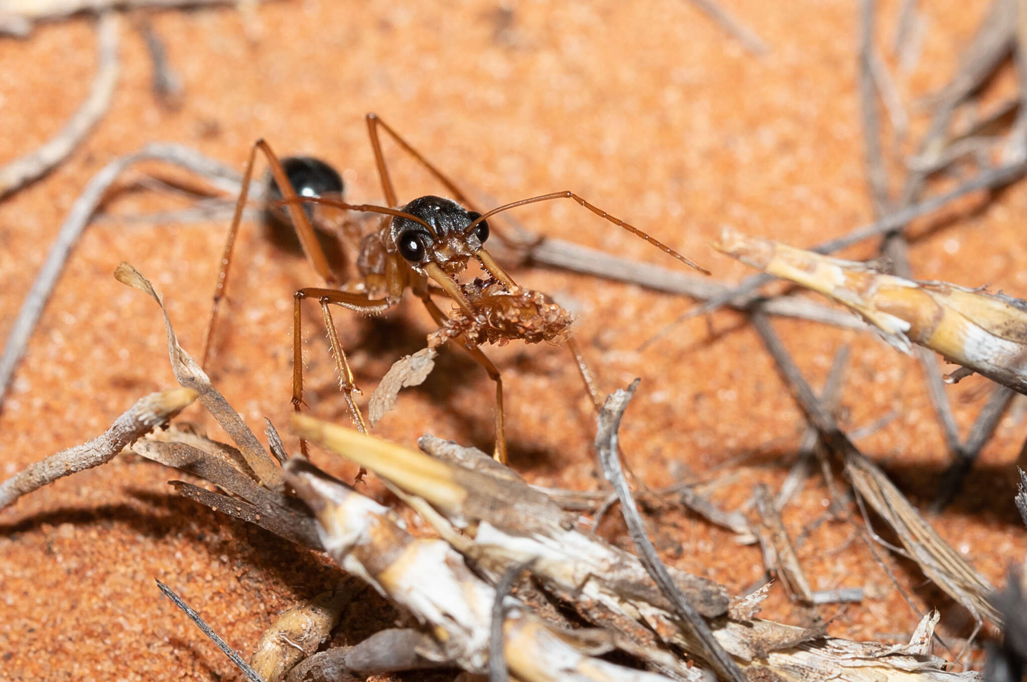 صورة Myrmecia desertorum Wheeler 1915