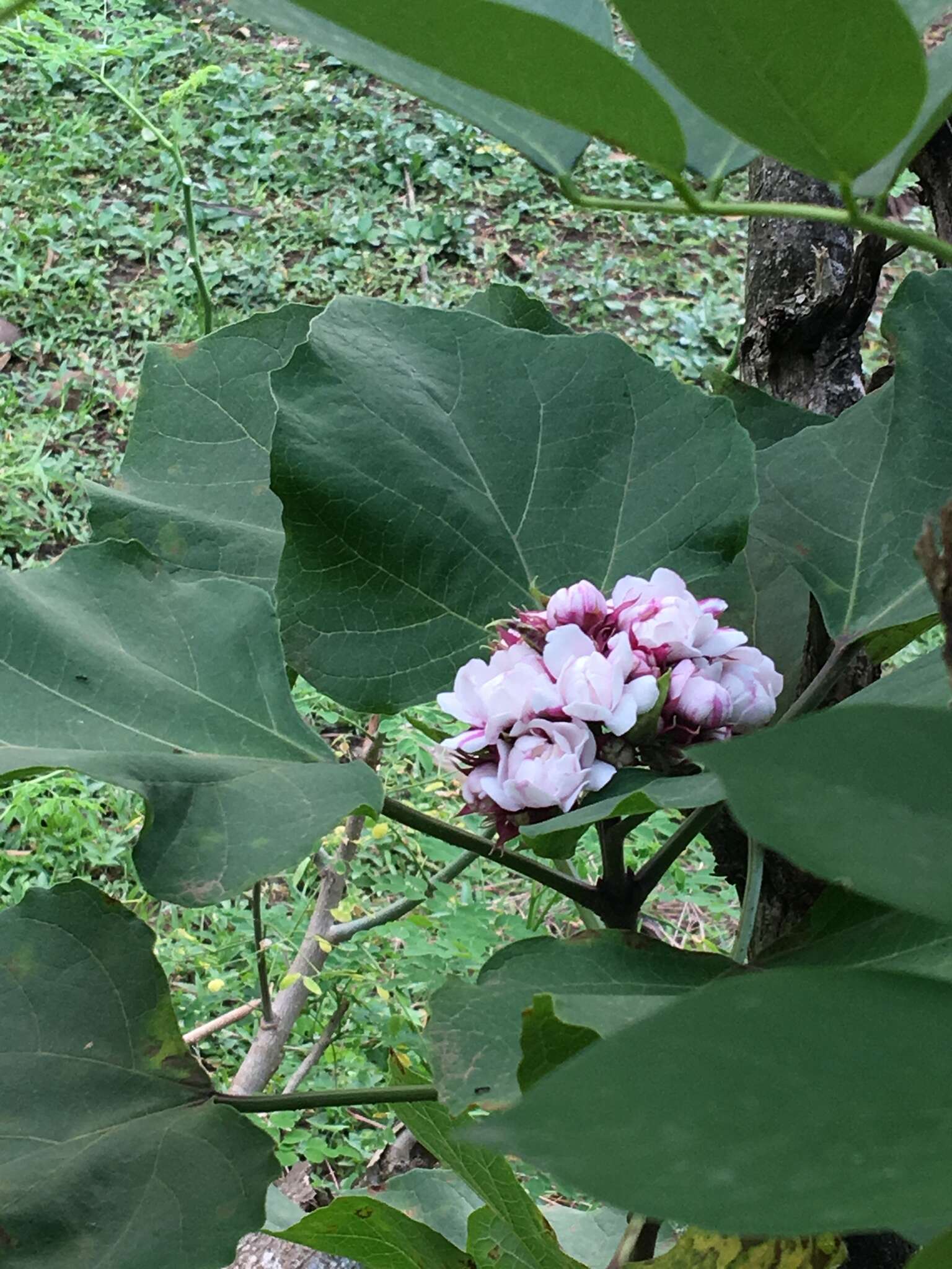 Clerodendrum chinense (Osbeck) Mabb. resmi