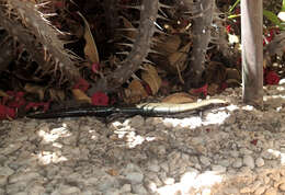 Image of Chalcides coeruleopunctatus Salvador 1975