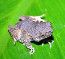 Image of Peters’ Dwarf Frog