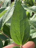 Image of Erect silky leather-flower