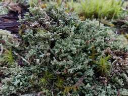 Plancia ëd Cladonia parasitica (Hoffm.) Hoffm.