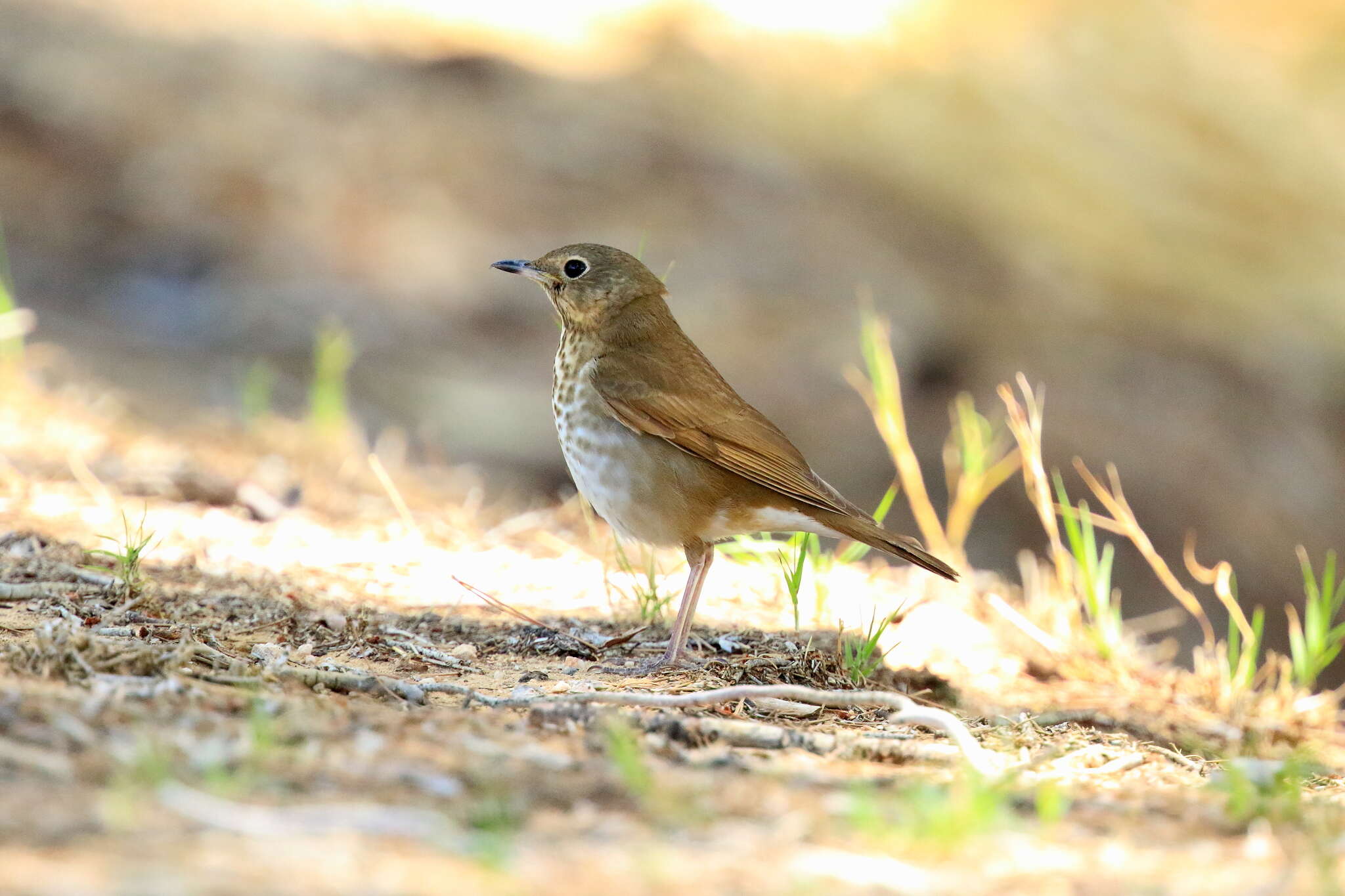 Image of Swainson's Thrush