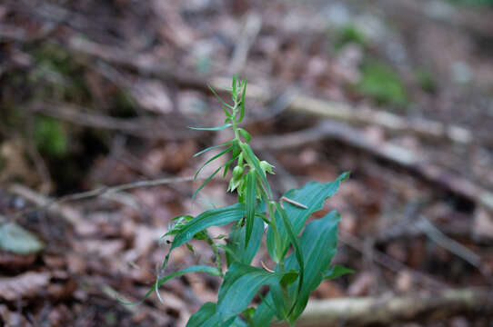 Image of Epipactis leptochila subsp. neglecta Kümpel