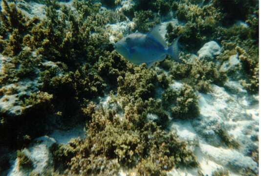 Image of Triggerfish