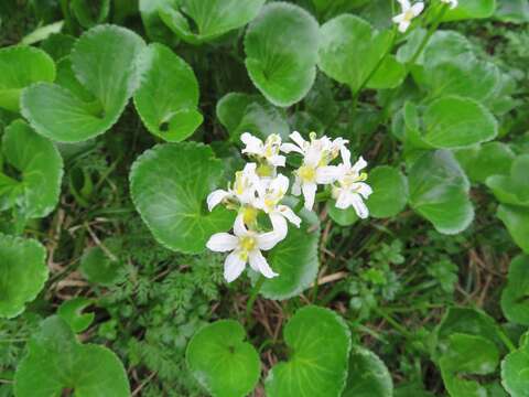 Image of Fauria crista-galli subsp. japonica (Franch.) Gillett