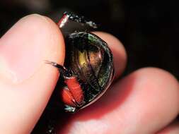 Image of King Beetle