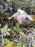 Image de Cypripedium taiwanalpinum