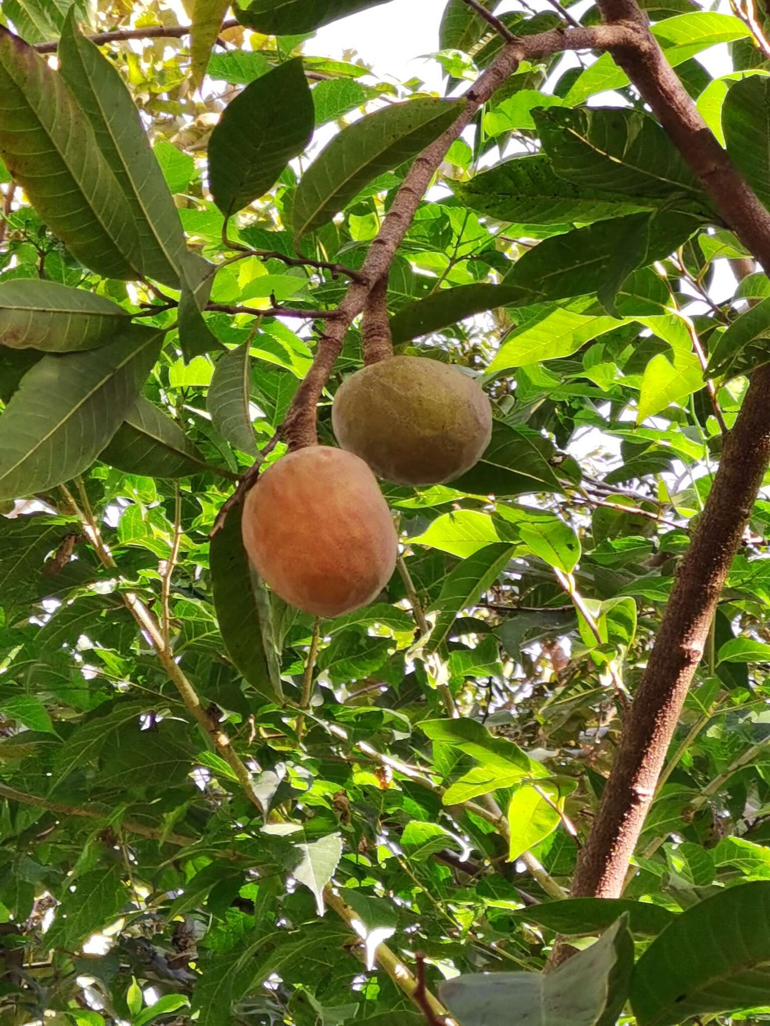 Image of custard apple