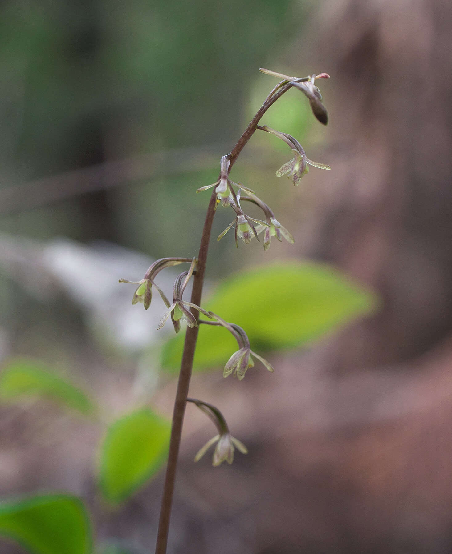 Tipularia japonica Matsum. resmi