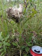 Plancia ëd Cirsium drummondii Torr. & A. Gray