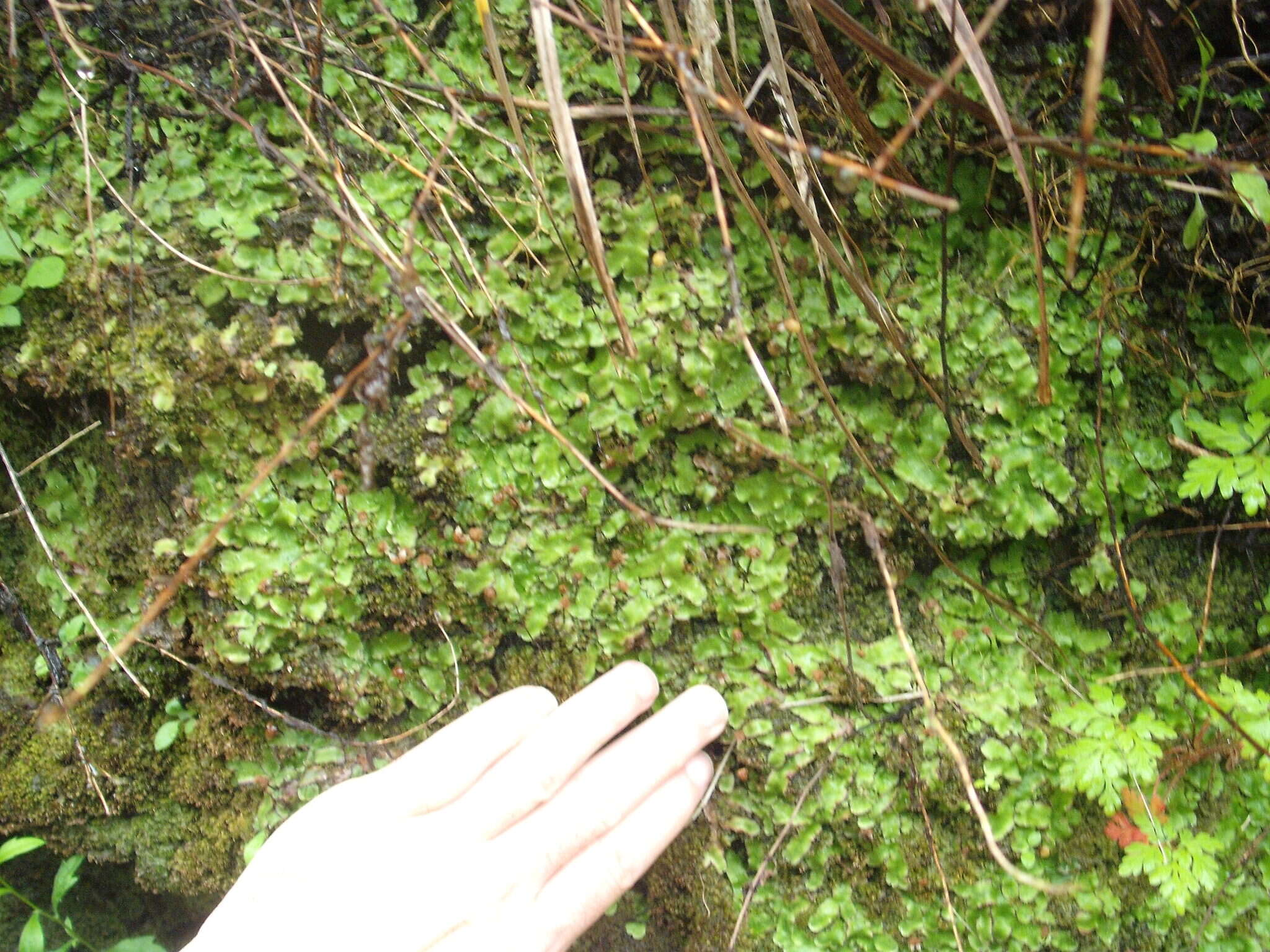 Image of Asterella australis (Hook. fil. & Taylor) Verd.