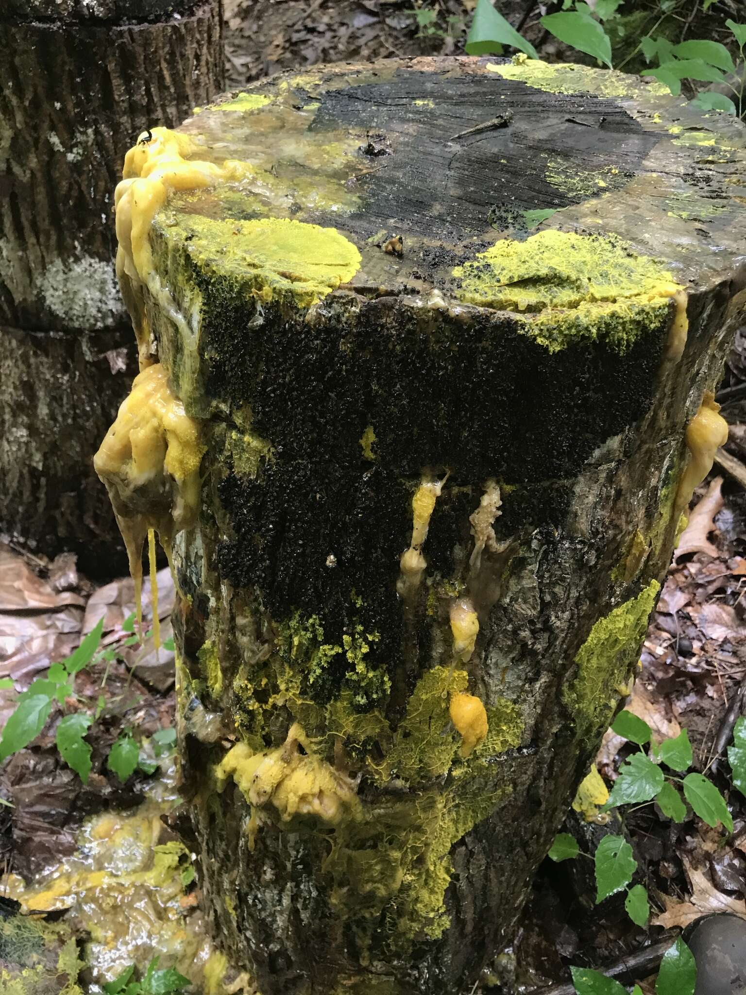 Image of Many-headed slime