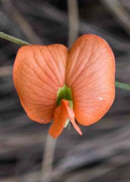 Image of Tephrosia marginella H. M. L. Forbes