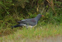 Image of Chatham Island pigeon