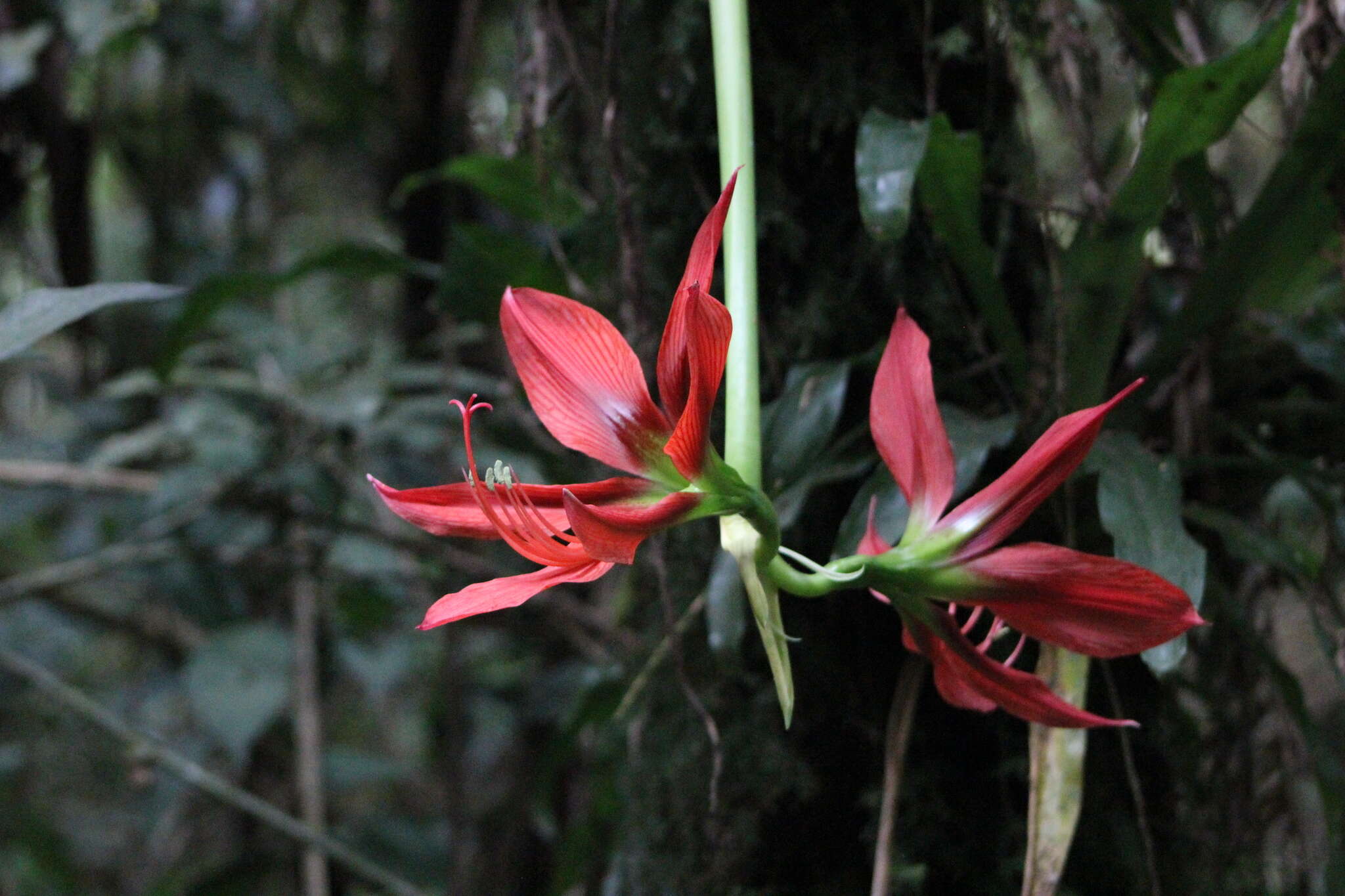 Image of Hippeastrum aulicum (Ker Gawl.) Herb.