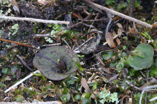 Image de Corybas oblongus (Hook. fil.) Rchb. fil.