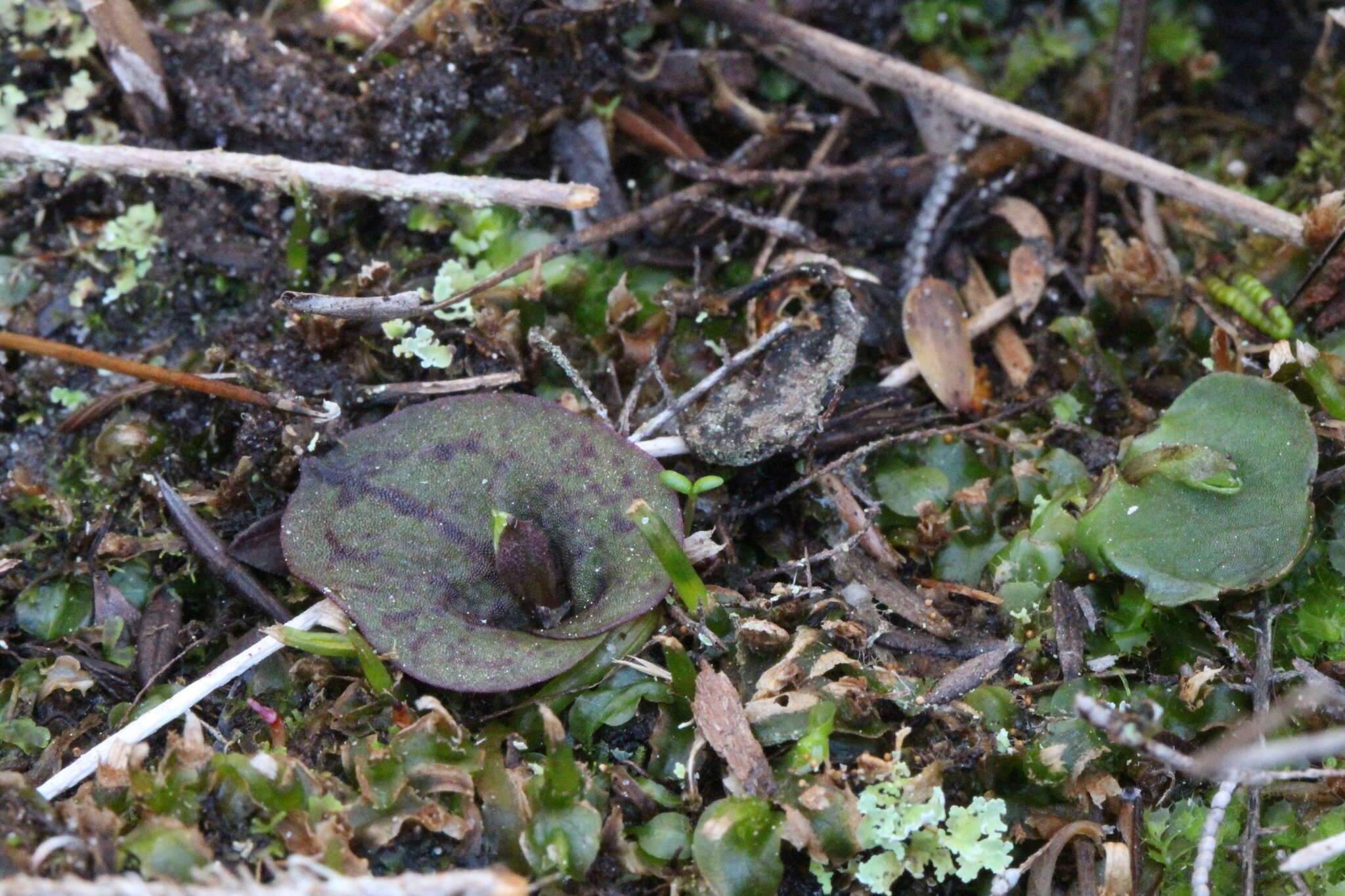 Image de Corybas oblongus (Hook. fil.) Rchb. fil.