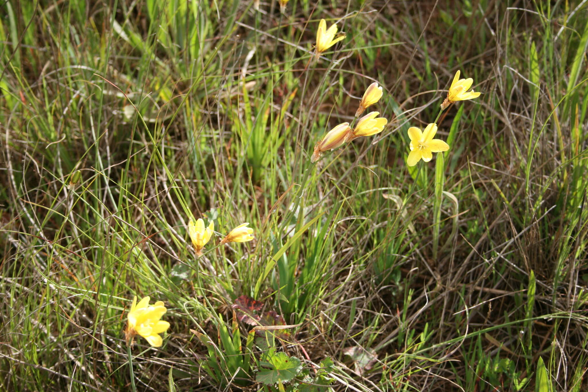 Image of fragrant wandflower