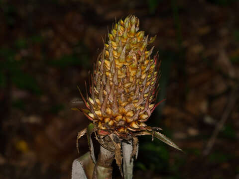 Imagem de Ananas macrodontes É. Morren