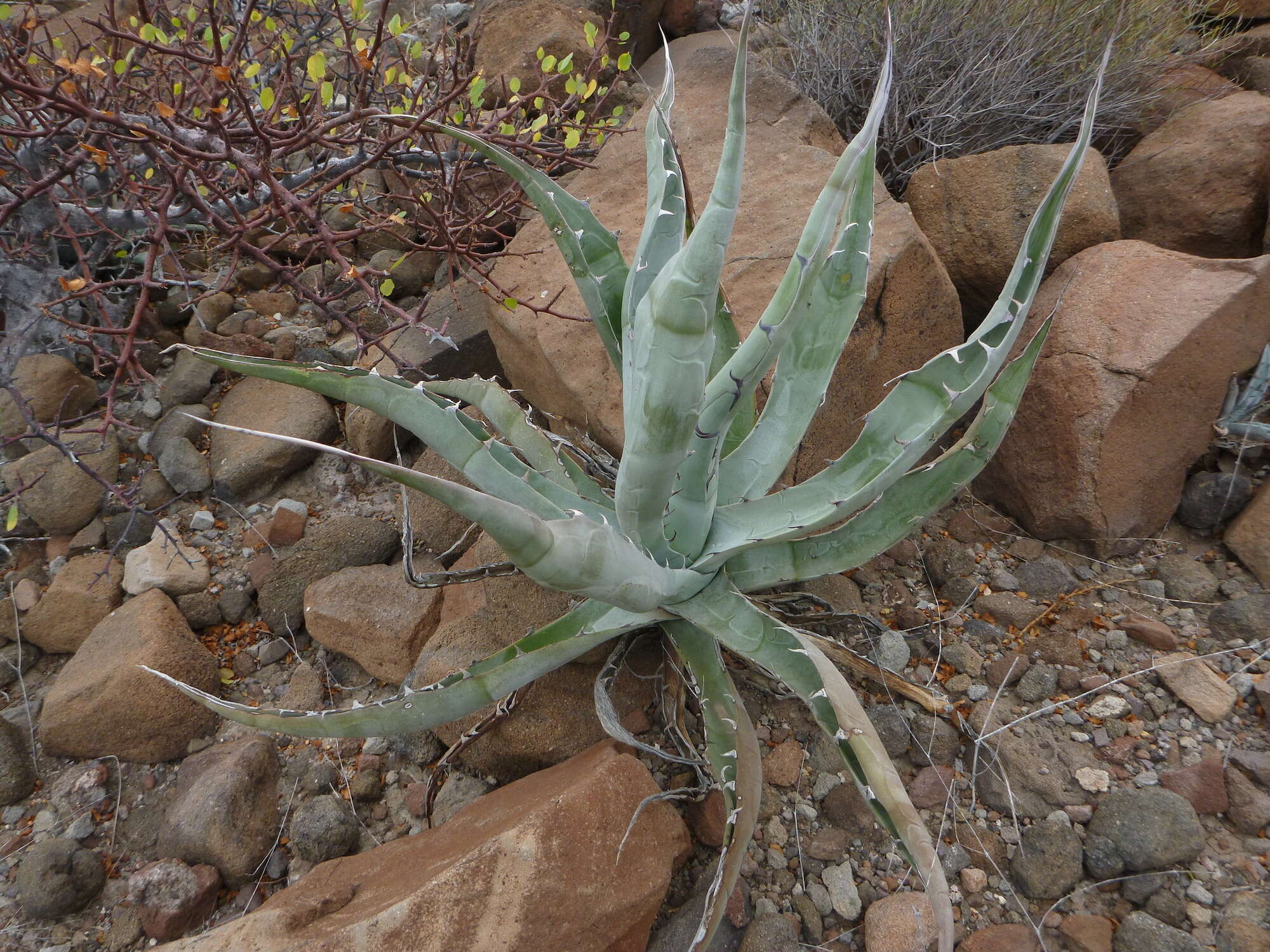 Слика од Agave sobria Brandegee